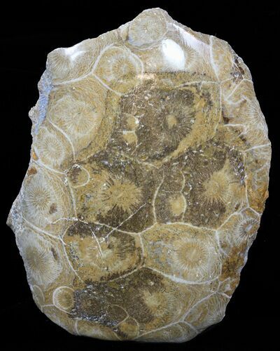 Polished Fossil Coral - Morocco #60041